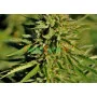 Auto Tereshkova Feminised (50 pcs)