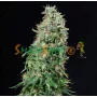 Семена конопли Auto White Russian Feminised