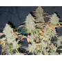 Cannabis Seeds Auto White Widow Feminised by Monster Cannabis