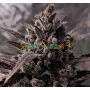Blue Cheese feminised Monster Cannabis