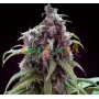 Cannabis seeds Blueberry feminised Monster Cannabis