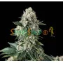 Hemp seeds NYC Diesel feminised