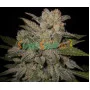 Marijuana Seeds Northern Light feminised