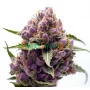 Purple Kush feminised
