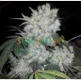 Семена конопли White Widow feminised (Белая вдова)