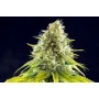 Cannabis seed variety Mataro Blue