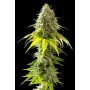Cannabis seed variety Mataro Blue