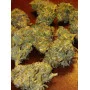 Cannabis seed variety Mataro Blue