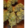 Cannabis seed variety Mataro Blue