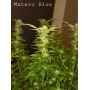 Cannabis seed variety Mataro Blue