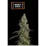 Сорт семян каннабиса MOBY DICK Auto