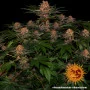 Семена конопли PURPLE PUNCH AUTO от Barney's Farm в Smartshop-smartshop.ua®