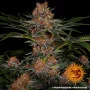 Семена конопли PURPLE PUNCH AUTO от Barney's Farm в Smartshop-smartshop.ua®
