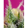 Cannabis seed variety S.A.D. SWEET AFGANI DELICIOUS CBD®
