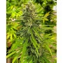 Cannabis seed variety Mataro Blue