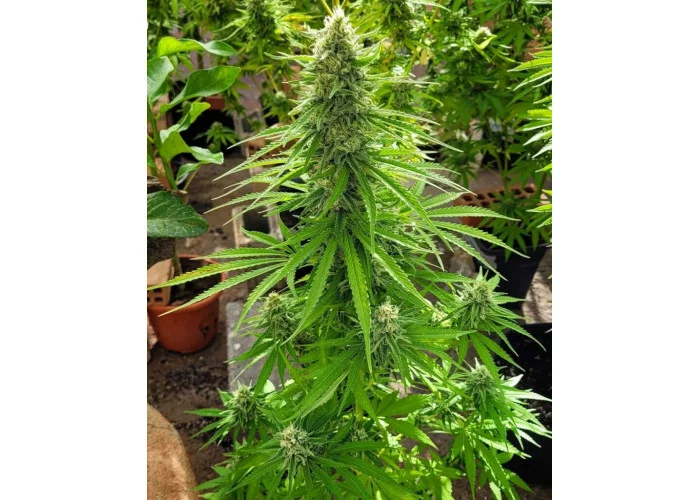 Cannabis seed variety Mataro Blue