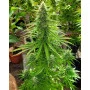 Cannabis seed variety Mataro Blue