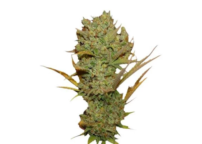Сорт семян каннабиса Auto Super Silver Haze Feminised Silver