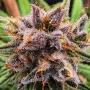 Cannabis seed variety STRAWBERRY COUGH®