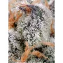 Сорт семян каннабиса SWEET CHEESE®