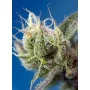 Cannabis seed variety SWEET CHEESE XL AUTO®