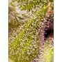 Сорт семян каннабиса SWEET CHERRY PIE®