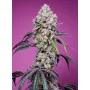 Сорт насіння канабісу SWEET MANDARINE ZKITTLEZ F1 FAST VERSION®