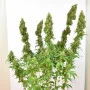 Сорт семян каннабиса THC-VICTORY®