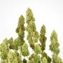 Сорт семян каннабиса THC-VICTORY®