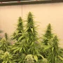 Сорт семян каннабиса THC-VICTORY®