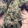 Сорт семян каннабиса Auto Super Skunk Feminised Silver