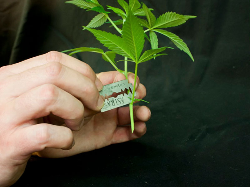 Как повысить тгк у конопли где легализована марихуану в сша